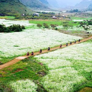 Khám phá Mộc Châu - Cầu kính Bạch Long 2 ngày 1 đêm